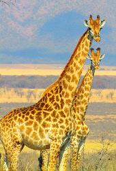 Südafrika Giraffen, Navi mieten 